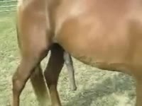 Hanging cock of a brown horse xxx